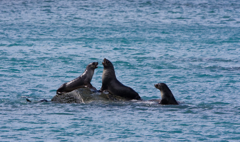 Antarctic Fur Seals Playing On Offshore Rock